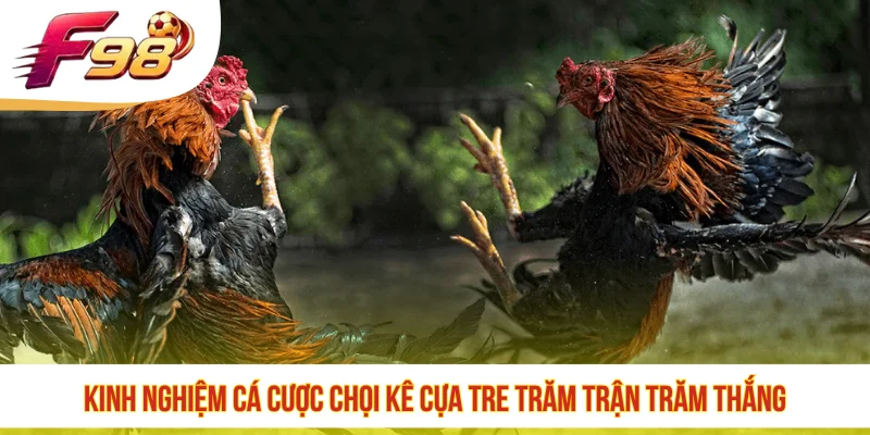 Kinh nghiệm cá cược chọi kê cựa tre trăm trận trăm thắng